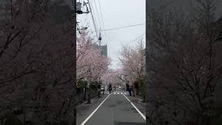 桜並木