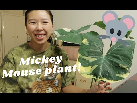 HOW TO CARE FOR XANTHOSOMA | MICKEY MOUSE PLANT