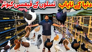 World Famous Fancy Pigeons Collection | Amazing Pigeon Breeds & Setup | TT Pigeons