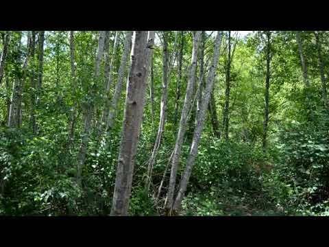3128 147th Ave NE, Lake Stevens, WA home video tour