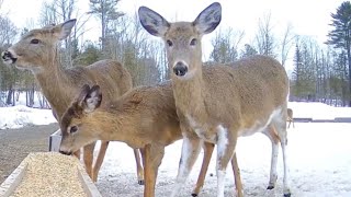 “The WhiteLegged One” Piebald Deer 3/28/2018