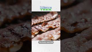 Liver Work #digestivesystem #sciencetrek Science Trek The Web Show The Digestive System