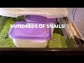 HOW TO hatch Mystery Snails the EASY way!