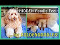 4 Steps to &quot;HIDDEN Poodle Feet&quot; for GOLDENDOODLES &amp; DOODLES!