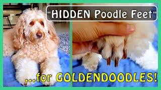 4 Steps to &quot;HIDDEN Poodle Feet&quot; for GOLDENDOODLES &amp; DOODLES!