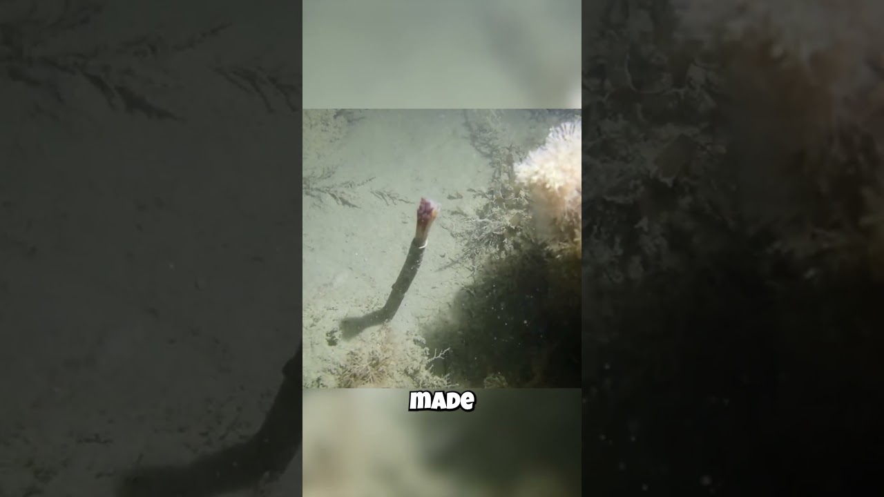 This "Beautiful Flower" Is Actually A Slimy Worm!