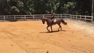 Alvin BMG Flat Work
