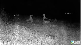 Royal Albatross ~ LGL Arrives In The Dark & Scares TF Awake! 😲 Both Clack At One Another! 6.1.24