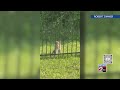 Bobcat spotted in Gallatin backyard