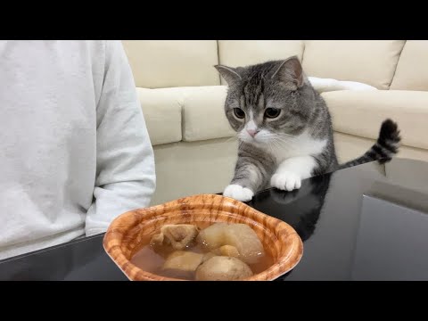 おでんが羨ましくて我慢できなくなっちゃった猫がかわいすぎた笑