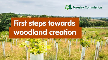 First steps towards woodland creation