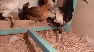 Desi Murgi Egg Collection & Aseel Broody Hen By Beauty Birds