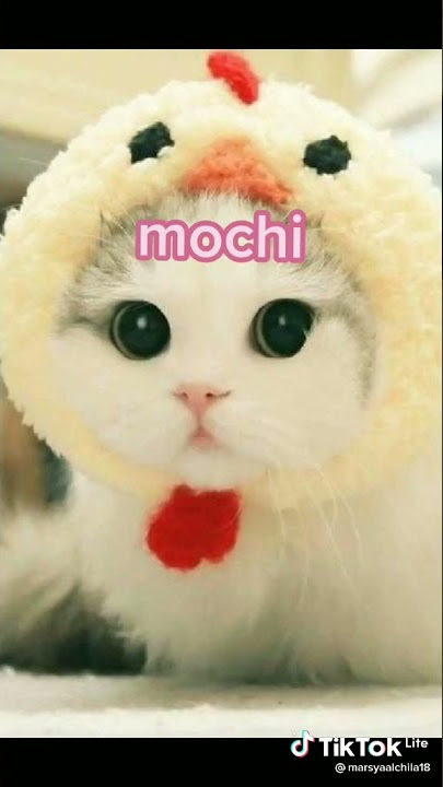 NAMA NAMA KUCING LUCU/IMUT😇😙