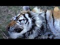 Амурский тигр Скиф. Тайган | Amur tiger Skiff. Taigan