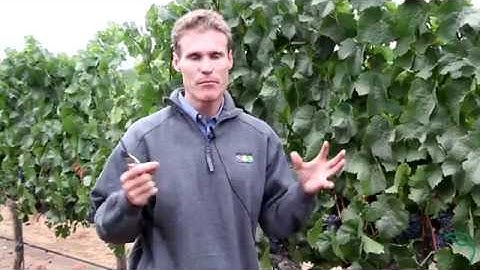 How Are Wine Grapes Harvested?