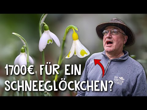 Video: Snowdrop Flowers - Wie man Schneeglöckchen pflanzt und pflegt