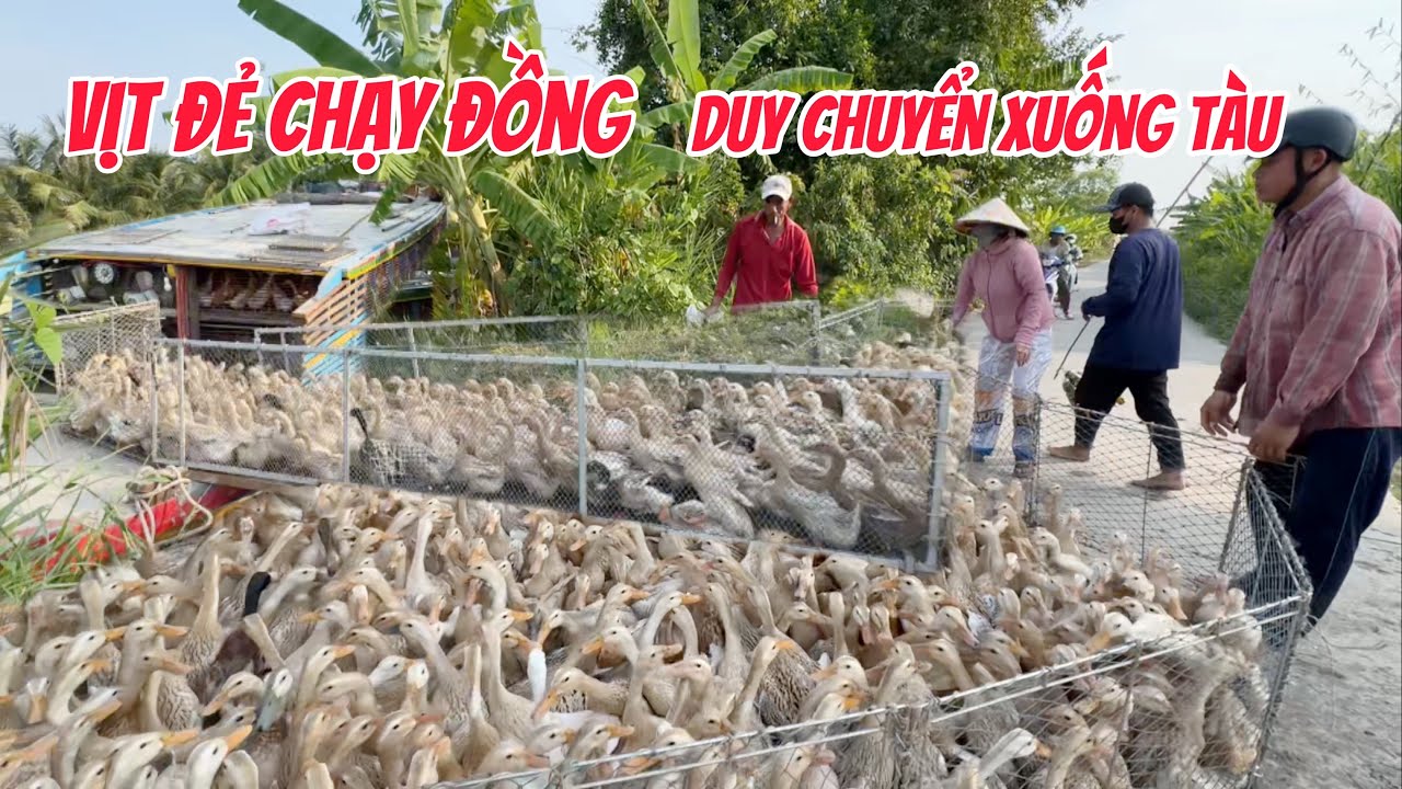 Cận cảnh vịt đẻ chạy đồng - duy chuyển xuống tàu