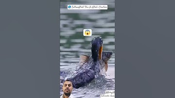 #سورة_الإخلاص #egzonibrahimi #quran #birds #education #nature #shortvideo #foryou