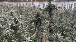 Using supremegrowlight, S1200+UV, 7weeks, what do you think the effect is?#supremegrowlight.com