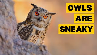 10 Interesting Facts About OWLS