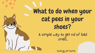 What to do when your cat pees in your shoes? A simple way to get rid of bad smell / Ecology at home