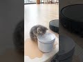 Cute Cats That Will Melt Your Heart 😻✨ #cats #cute #viral