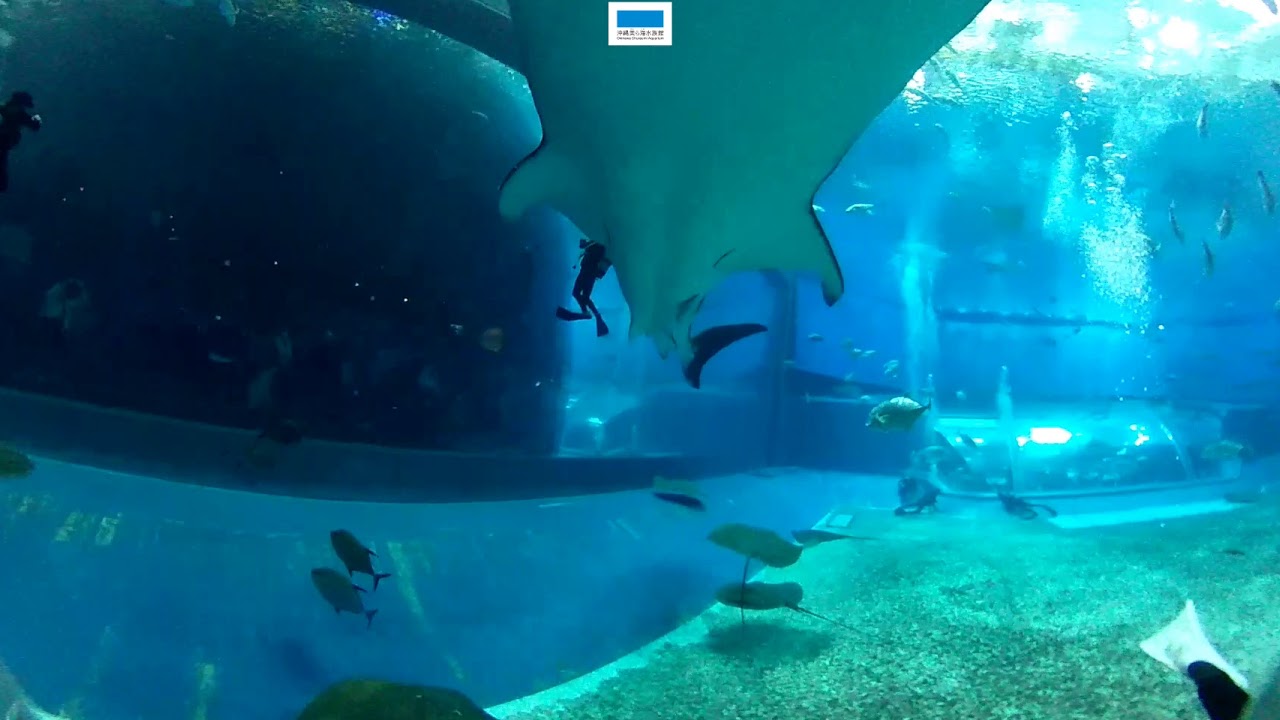 360°映像】黒潮の海 水中 - YouTube