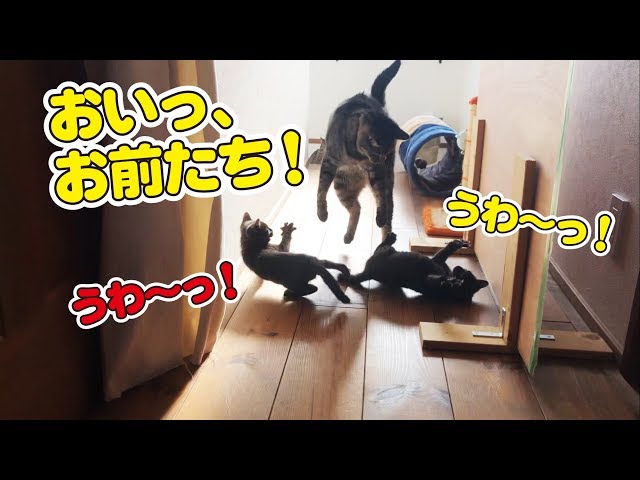 子猫たちの取っ組み合いの仲裁に入る猫！