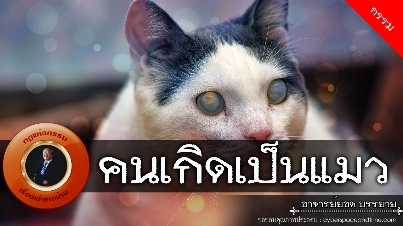 อาจารย์ยอด : คนเกิดเป็นแมว [กรรม] new