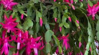 Christmas Cactus Christmas Cactus