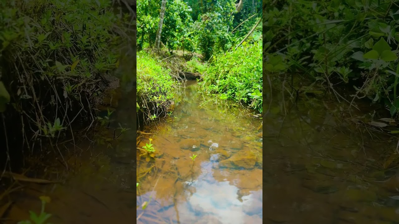 “Nature’s Mirror: The Canal” 