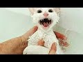 Gatos Diciendo Por Favor No Me Bañen 😹 Los Mejores Videos de Gatos Chistosos