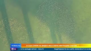 В США сняли на видео массовую миграцию скатов