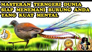 Masteran Murai Batu Full Isian Paling Edan