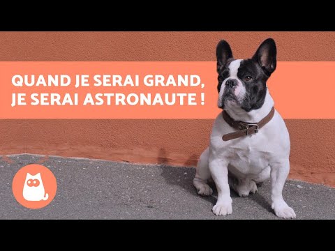 Vidéo: X astuces que vous ne saviez pas que vous pourriez apprendre à votre chien