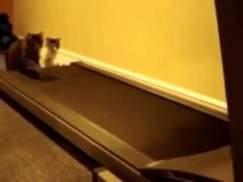 القطط تلعب الرياضة