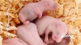 Хомячья семья от рождения до 10 дней. Hamster family from birth to 10 days