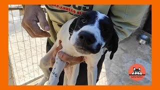 Very Hungry Abandoned Puppy Makes its Way to the Shelter to be Rescued by Jutta Shelter 1,859 views 3 weeks ago 2 minutes, 43 seconds