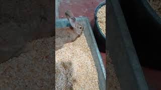 rabbit eat