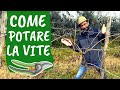 POTATURA della VITE: 5 errori da evitare