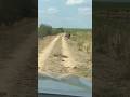 Hippo crossing the road 😱😱 #phonk #music #beats #wildlife #safari #kruger #hippo #hippopotamus