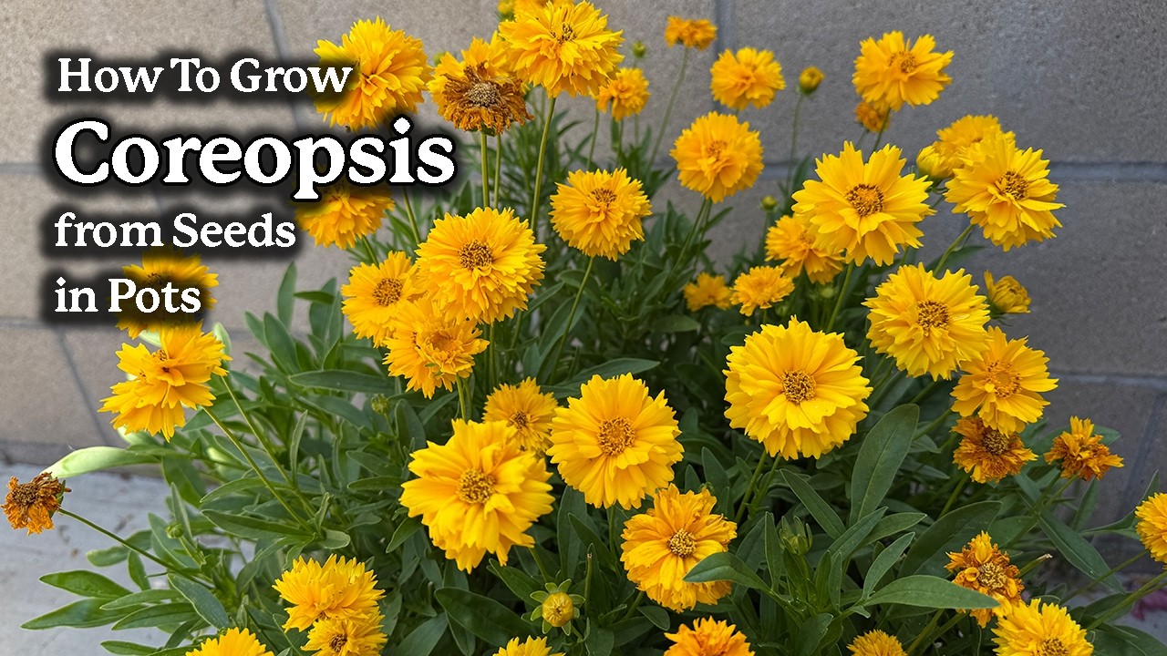 How to Grow Coreopsis from Seeds in Pots 🌼 | Easy Guide for Stunning Blooms!