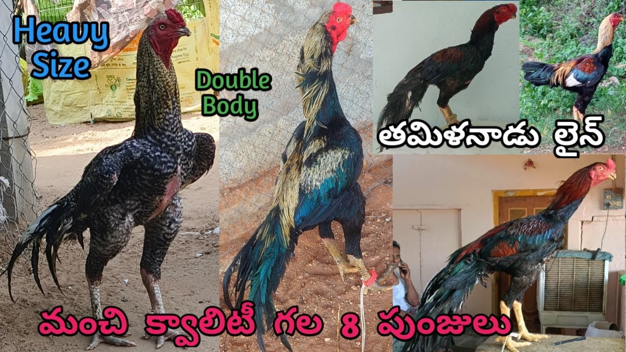 మంచి పనితనం గల తమిళనాడు లైన్ పుంజులు||High Flyer||Salem Punju||Short Beak Long Tail||
