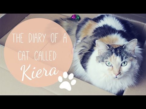Diary of a Cat Called Kiera; Pet Shop Bowl Review