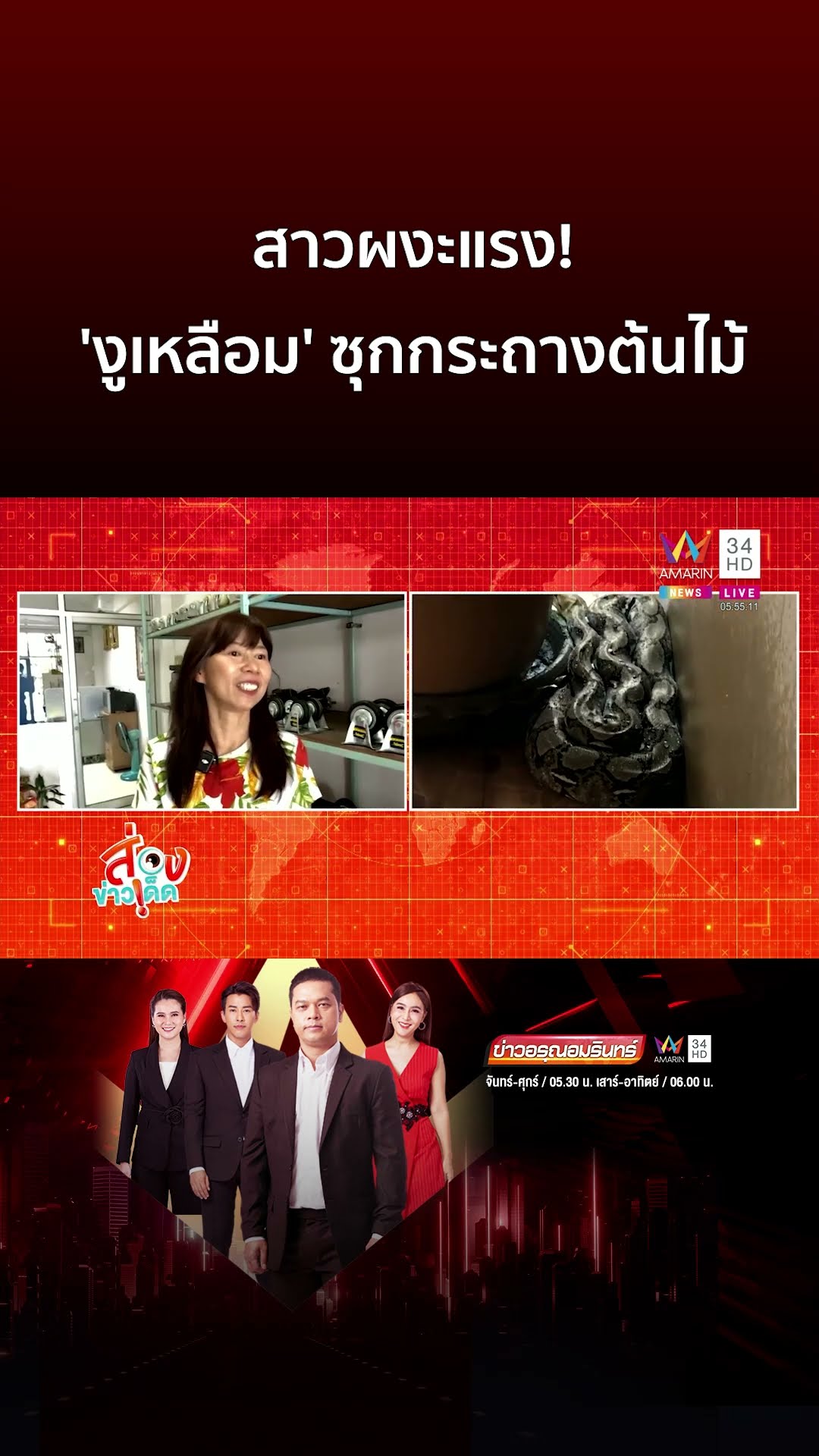 สาวผงะแรง! 'งูเหลือม' ซุกกระถางต้นไม้ | ข่าวอรุณอมรินทร์