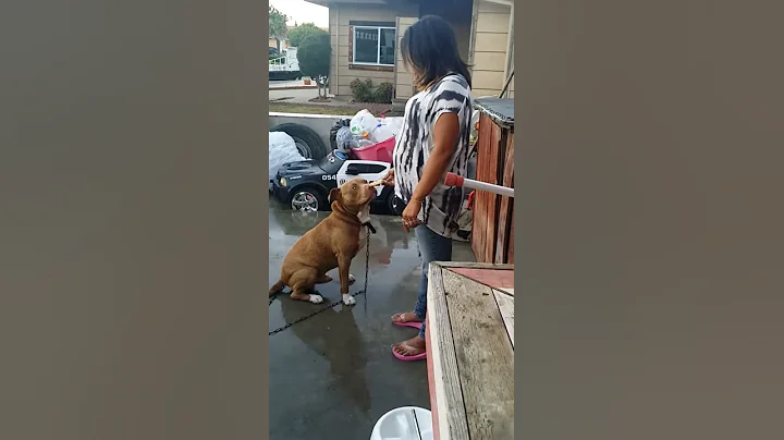 ZUES our red nose pit showing his good manners.