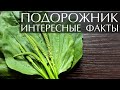 Подорожник интересные факты 
