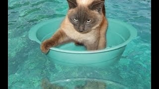 Кошки на воде (2015) | Cats on water Кошки на воде (2015) | Cats on water