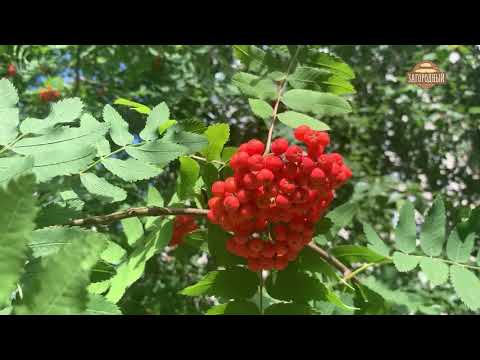 Ламинария \\ Подкормка растений \\ Фиторецепты