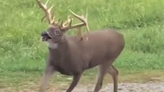 This Deer Is Already Dead, It Just Doesn't Know It... (Compilation)